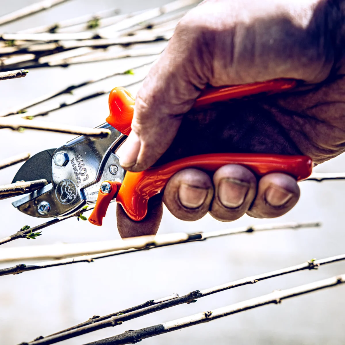 Original Löwe 5.107 nach innen geschwungener Griff