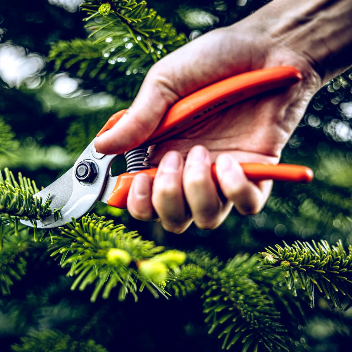 Nożyce ogrodowe Löwe 14.104 Economic Clean Cut