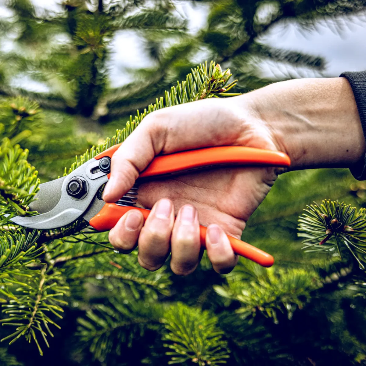 Nożyce ogrodowe Löwe 14.104 Economic Clean Cut