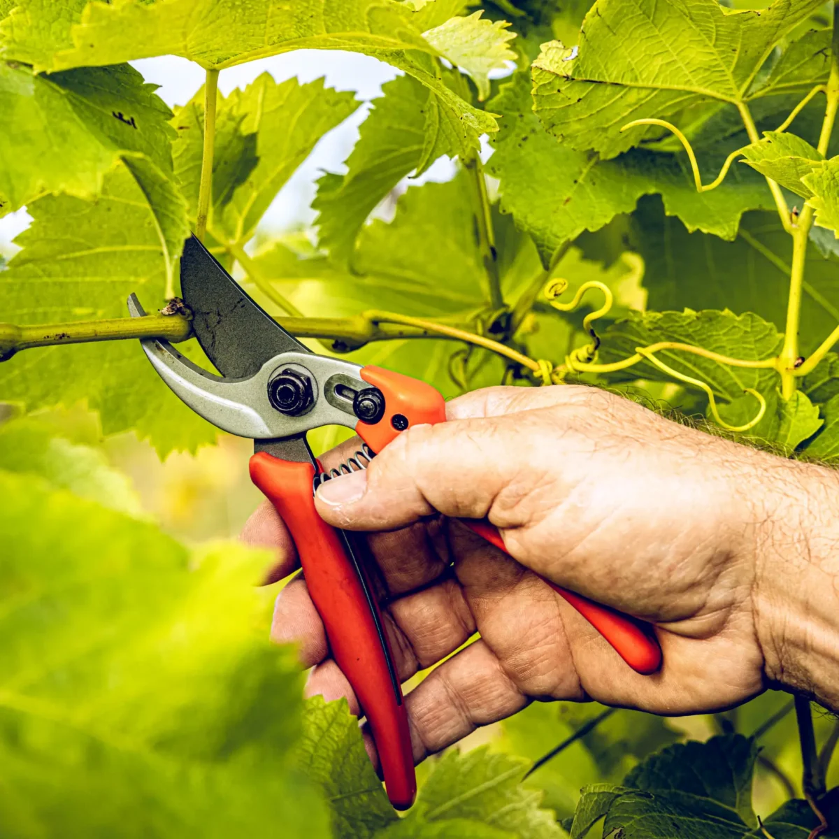 Nożyce ogrodowe Löwe 14.104 Economic Clean Cut