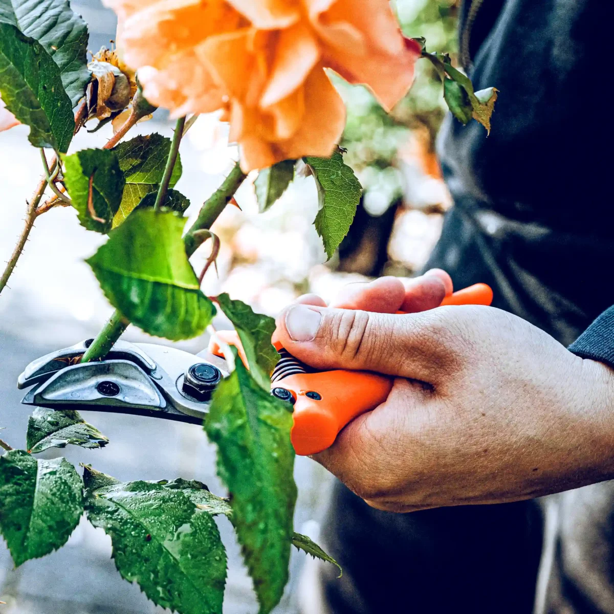 Oryginalne nożyczki do prezentacji róż Löwe